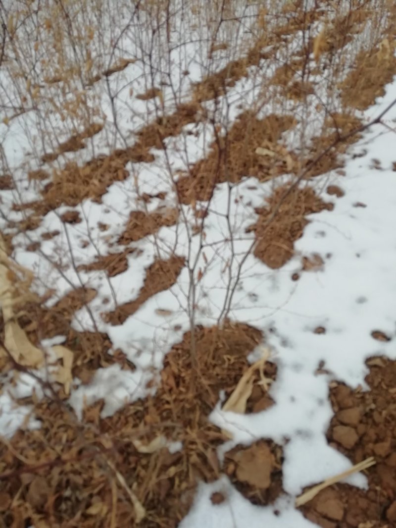 辽宁朝阳龙城区酸枣枣树苗，甜酸枣枣树苗圃种植适合建园