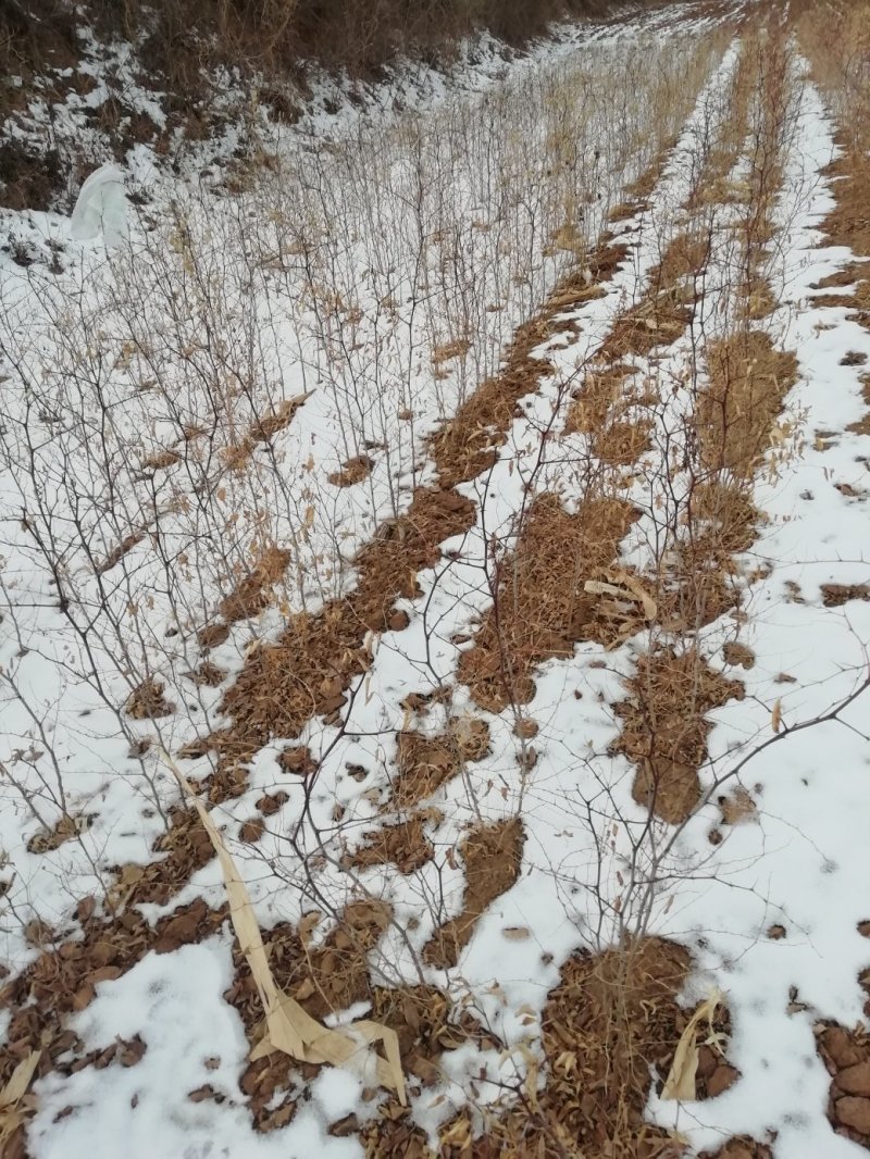 辽宁朝阳龙城区酸枣枣树苗，甜酸枣枣树苗圃种植适合建园