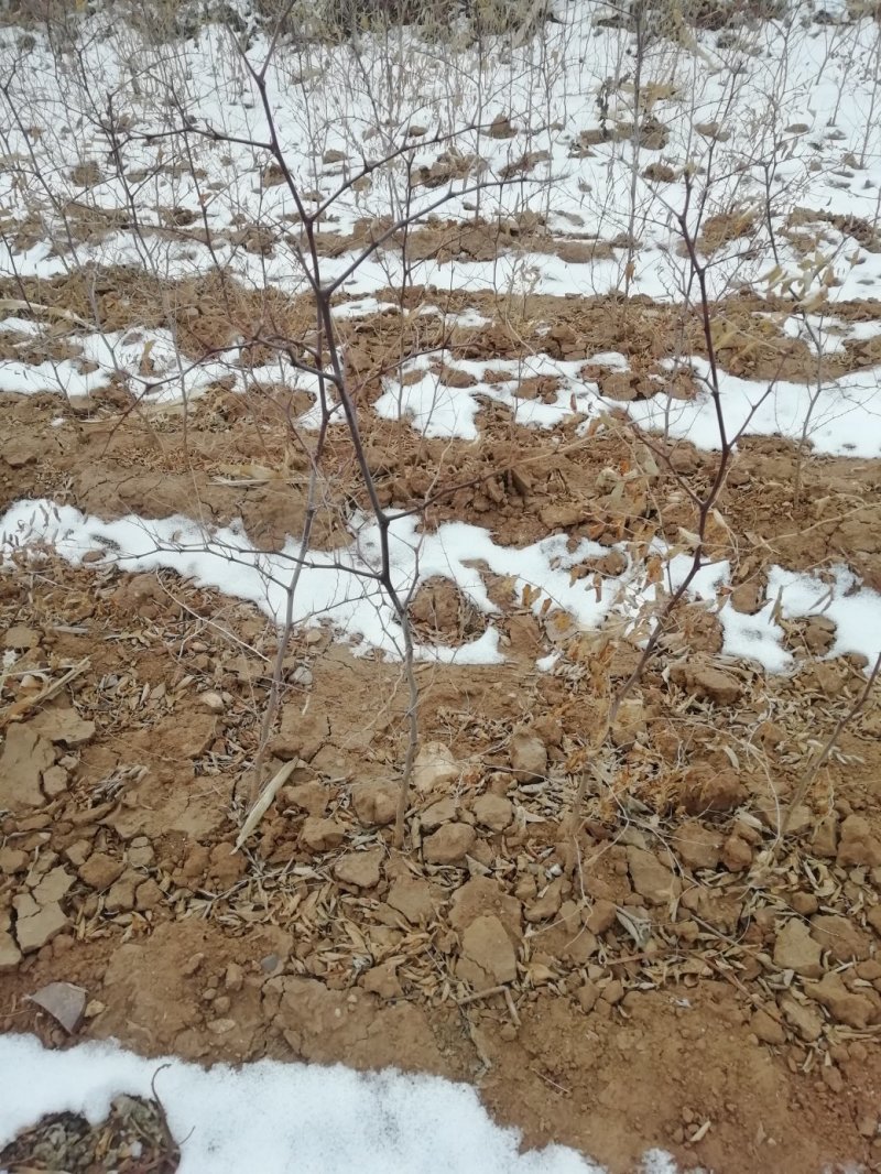 辽宁朝阳龙城区酸枣枣树苗，甜酸枣枣树苗圃种植适合建园