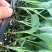 花菜苗.包菜苗.育苗加工