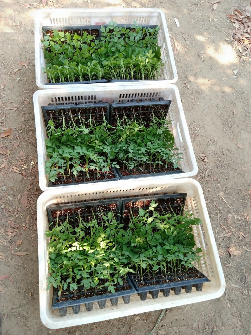 花菜苗.包菜苗.育苗加工
