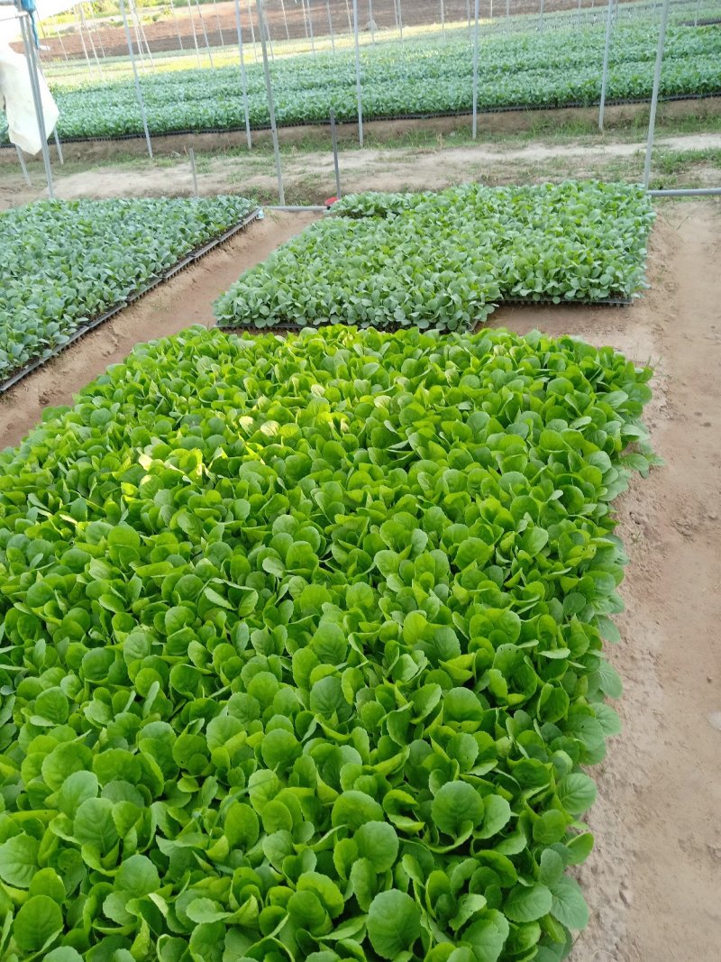 花菜苗.包菜苗.育苗加工