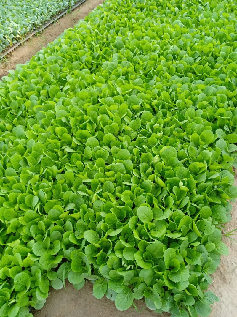 花菜苗.包菜苗.育苗加工