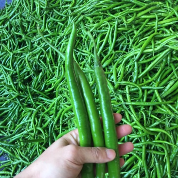 线椒，螺丝椒，泡椒，尖椒，新鲜，当天采摘，发车