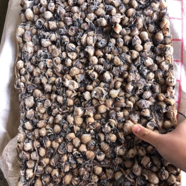 鱿鱼嘴