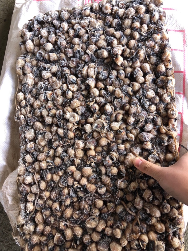 鱿鱼嘴