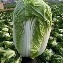 青杂三号白菜4~6斤净菜