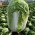 青杂三号白菜4~6斤净菜