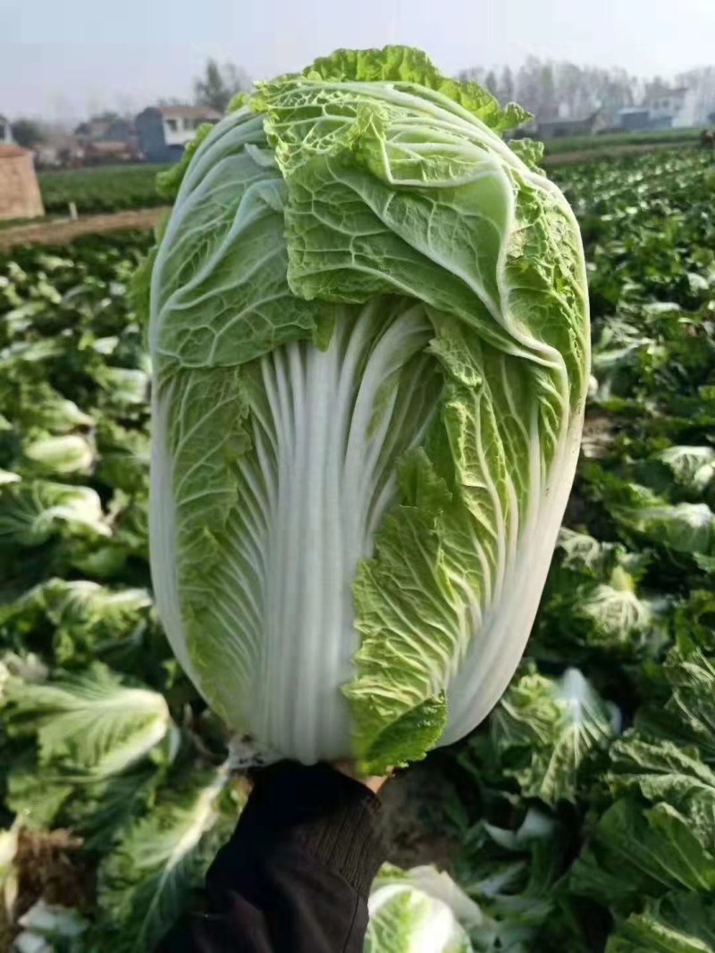 青杂三号白菜4~6斤净菜
