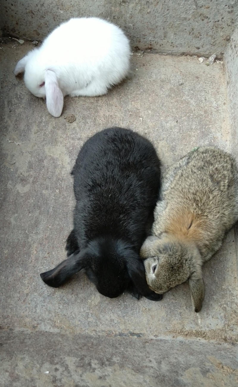 公羊兔💥假一陪十，肉兔种兔，包技术包回收
