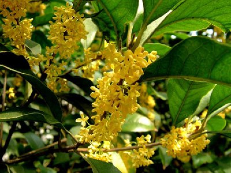 1.5-2公分移栽桂花品质优良免费包邮