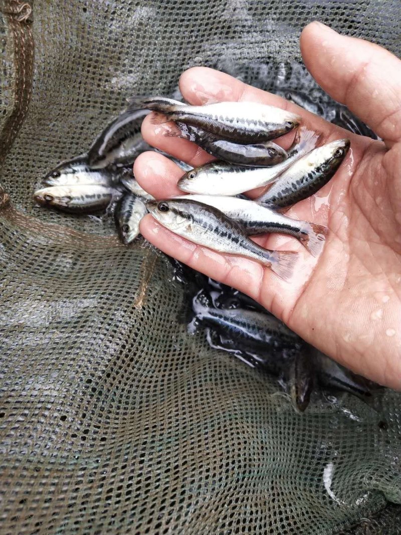 大口黑鲈台鲈优鲈加州鲈鱼苗批发量大从优