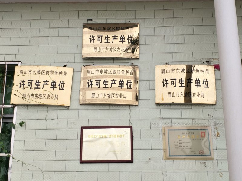 大口黑鲈台鲈优鲈加州鲈鱼苗批发量大从优