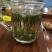 茉莉花茶茉莉飘雪茉莉花茉莉香茶包邮