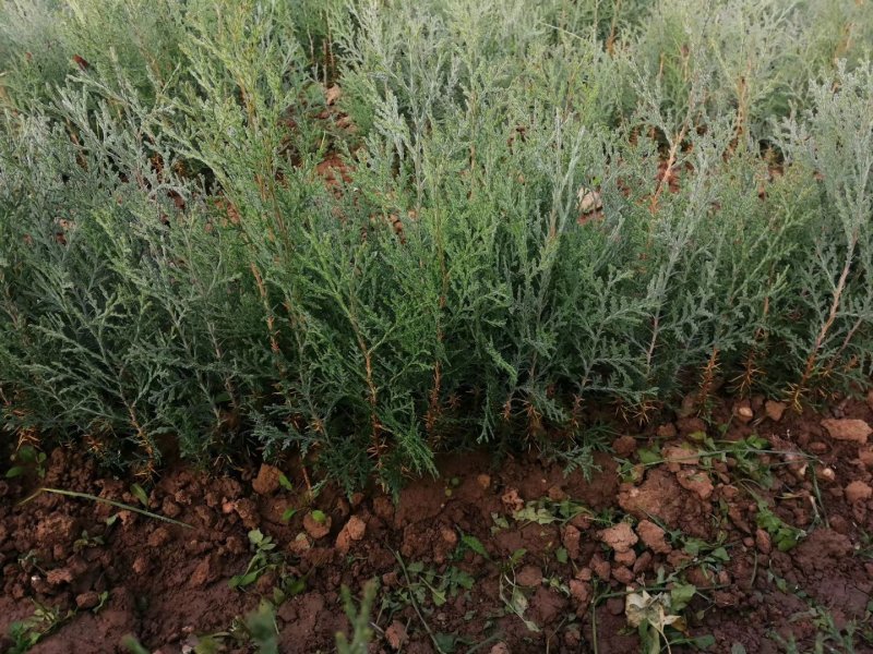 处理侧柏苗当年苗一年2年苗裸根苗量大批发
