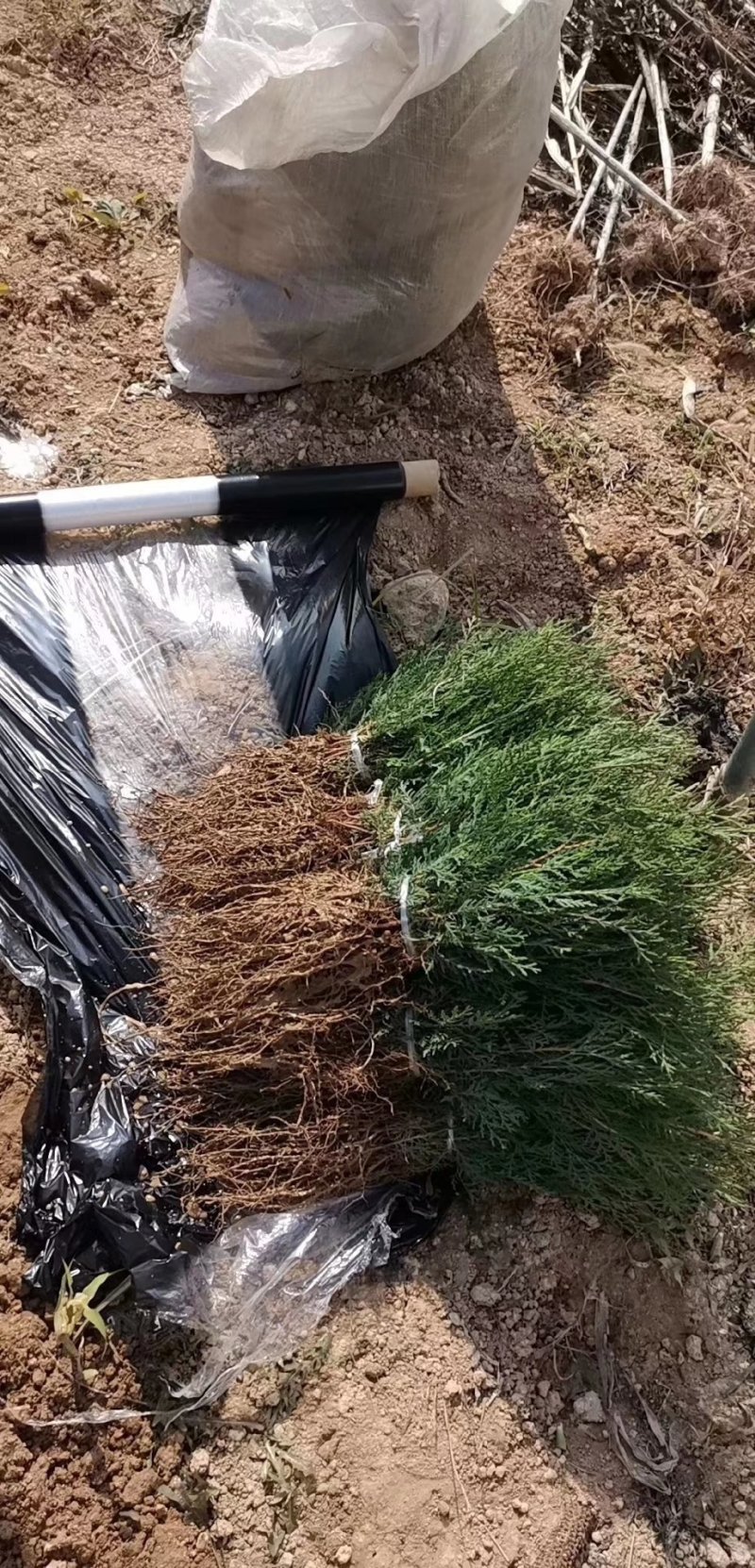 处理侧柏苗当年苗一年2年苗裸根苗量大批发