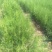 处理侧柏苗当年苗一年2年苗裸根苗量大批发
