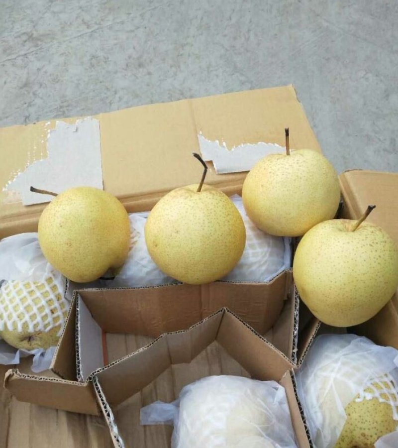 梨雪花梨口感脆甜赵县雪花梨河北雪花梨产地直销农超对接