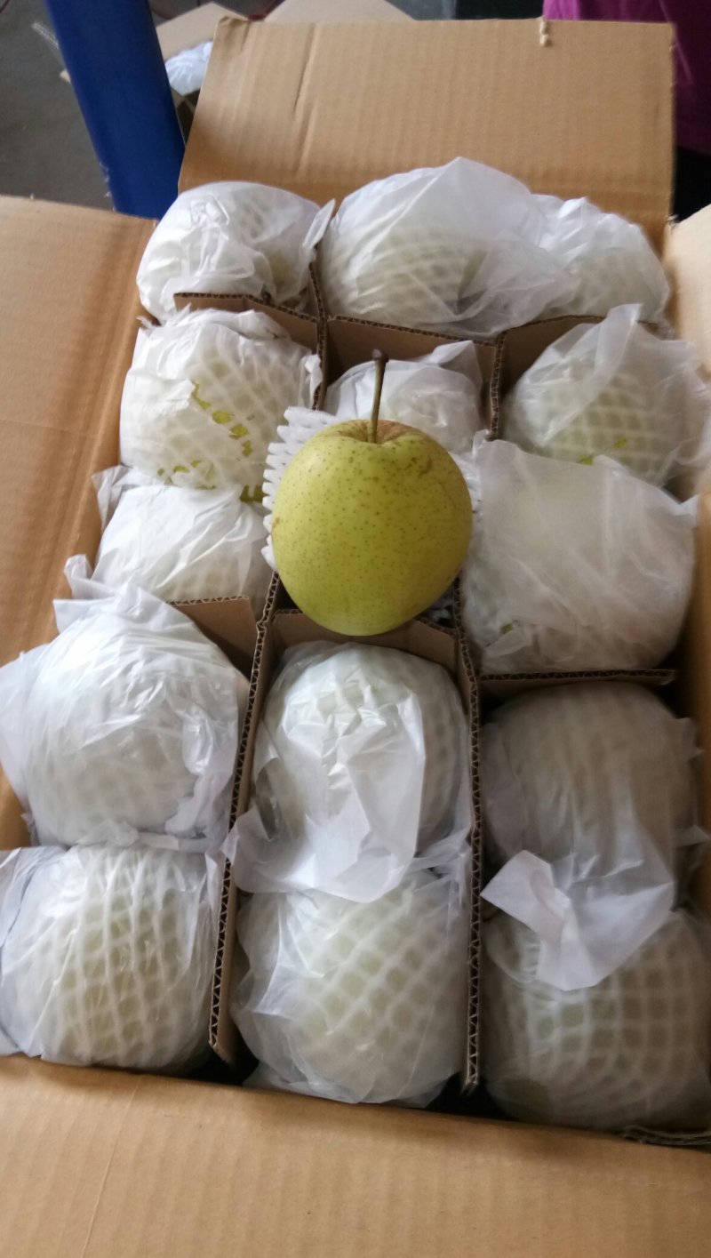 梨雪花梨口感脆甜赵县雪花梨河北雪花梨产地直销农超对接