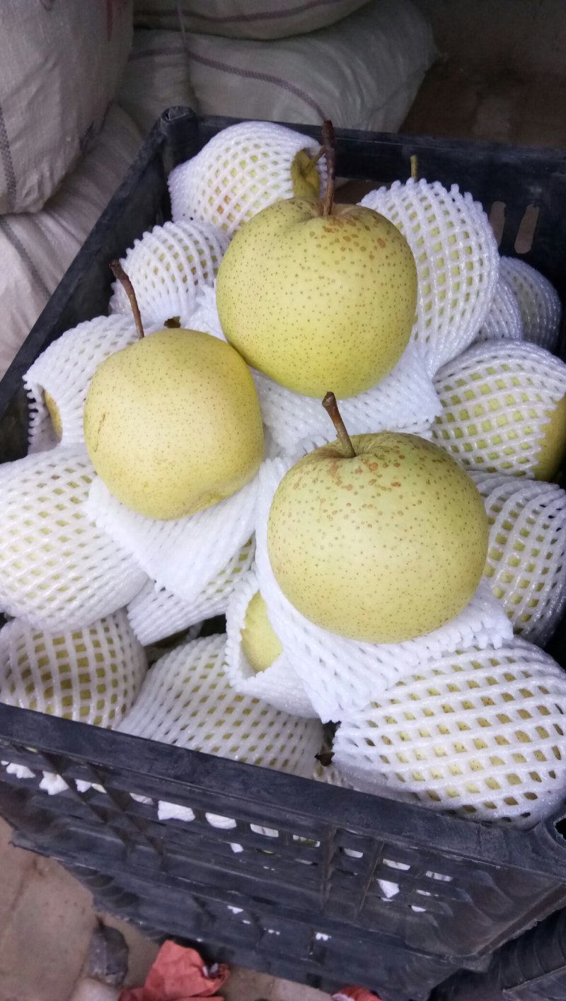 梨雪花梨口感脆甜赵县雪花梨河北雪花梨产地直销农超对接