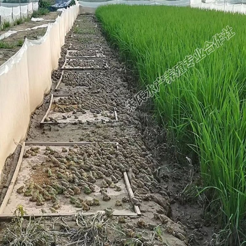 人工青蛙养殖基地黑斑蛙优质种苗、黑斑蛙幼苗成品蛙包回收