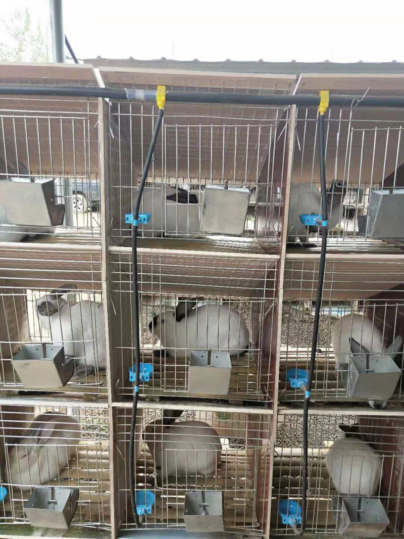 新西兰兔，肉兔种兔，包技术，包回收，全国发货