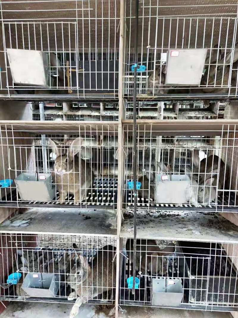 新西兰兔，肉兔种兔，包技术，包回收，全国发货