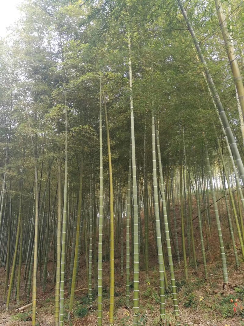 竹子批发，刚竹价格，观赏竹供应，1-5公分竹子批发