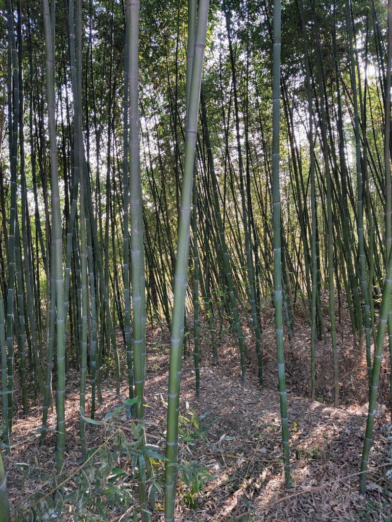 竹子批发，刚竹价格，观赏竹供应，1-5公分竹子批发