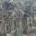 竹子批发，刚竹价格，观赏竹供应，1-5公分竹子批发