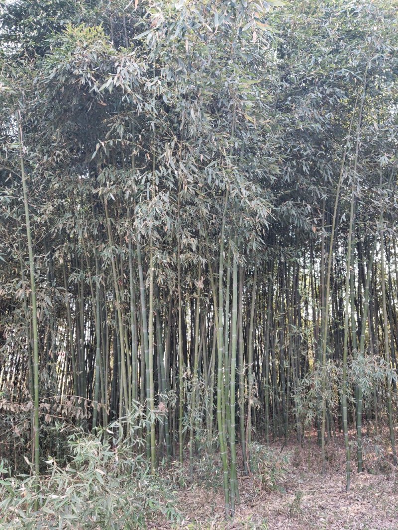 竹子批发，刚竹价格，观赏竹供应，1-5公分竹子批发