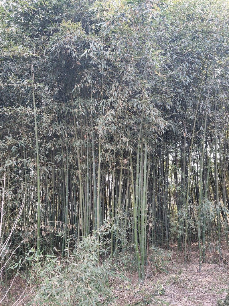 竹子批发，刚竹价格，观赏竹供应，1-5公分竹子批发
