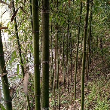 竹子批发，刚竹价格，观赏竹供应，1-5公分竹子批发