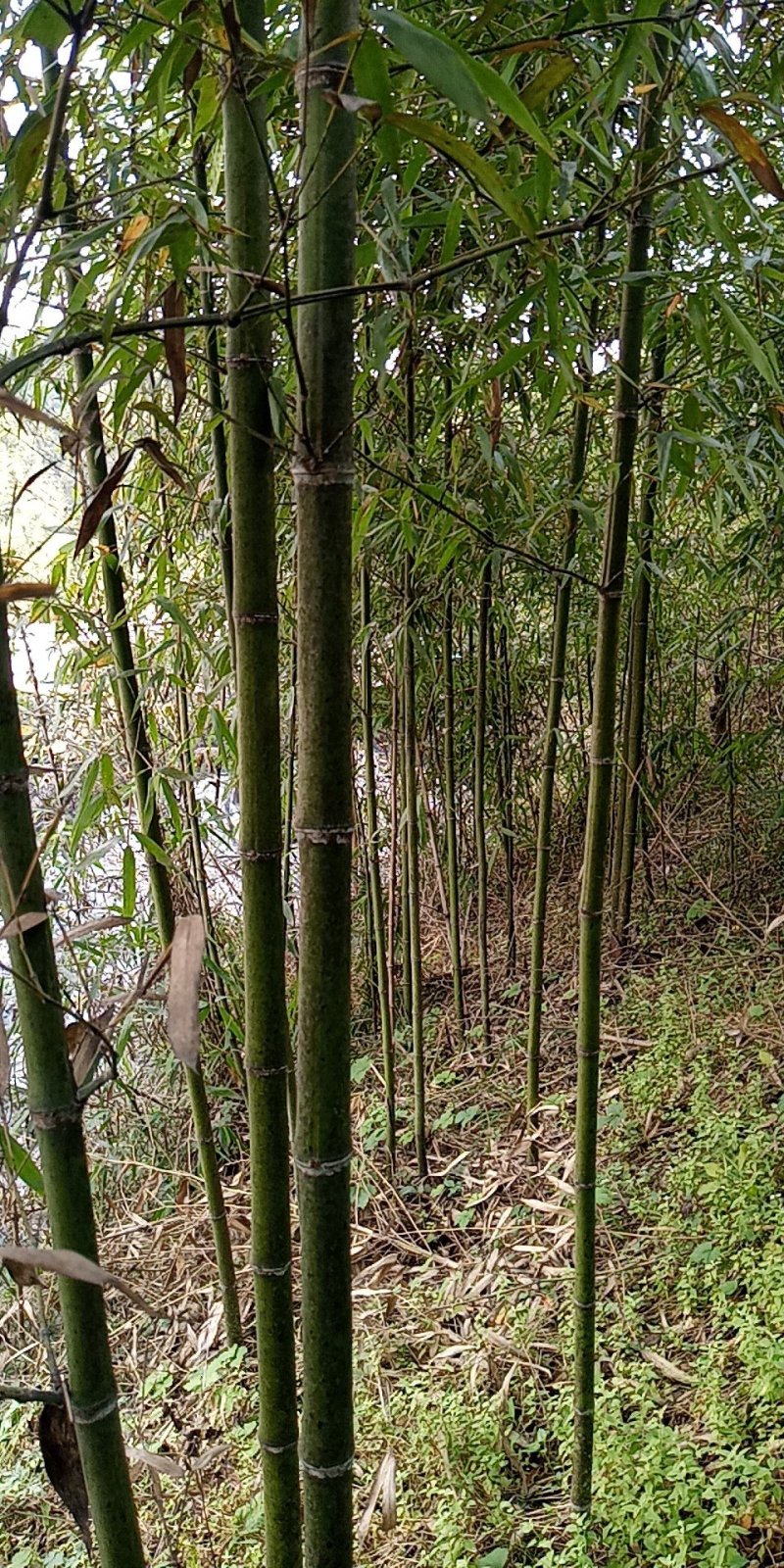 竹子批发，刚竹价格，观赏竹供应，1-5公分竹子批发