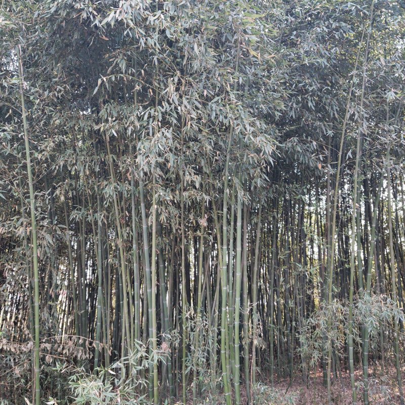 竹子批发，刚竹价格，观赏竹供应，1-5公分竹子批发