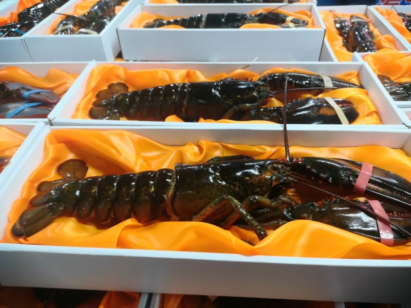 波士顿龙虾，活冻波龙，大龙虾