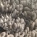 鲜平菇厚3~5cm黑色质优价廉，是你不二之选