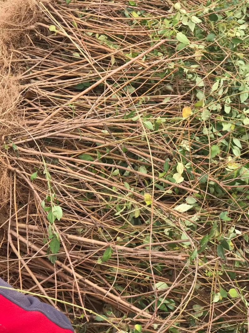 低价处理高产药用连翘苗1年2年3年苗易成活