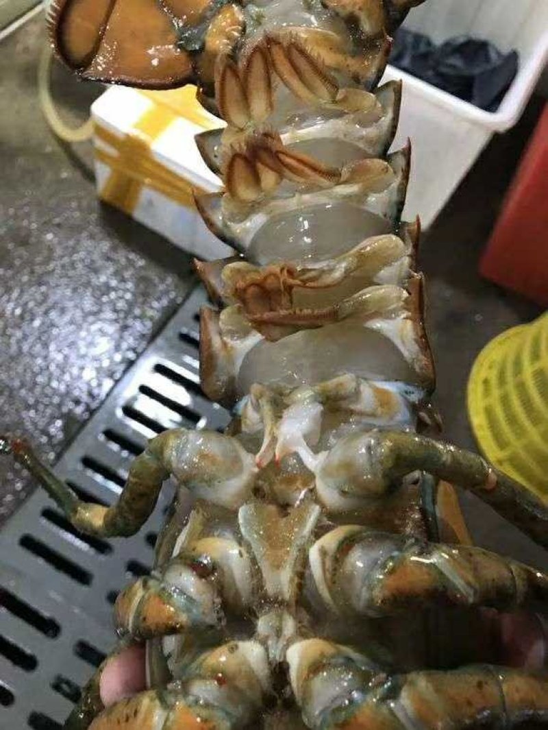 波士顿龙虾，活冻波龙，大龙虾