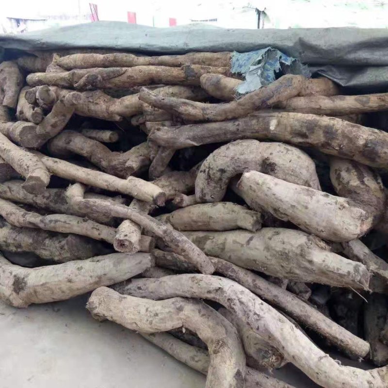中药材野生葛根需要的联系