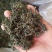 蒲公英茶，产地直销，一手货源，中间无差价