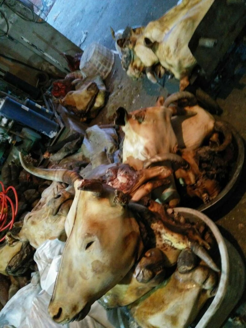 冷库长年批发零售火烧牛头，照片实物拍摄质量保证