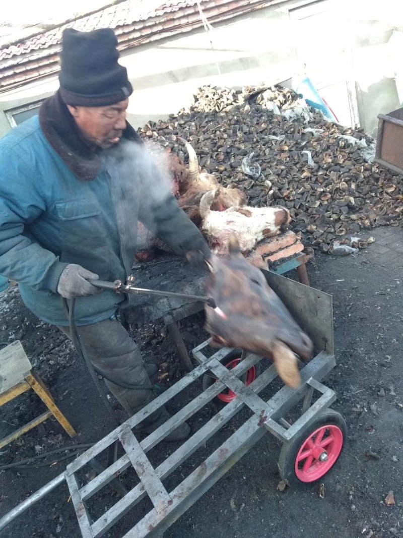 冷库长年批发零售火烧牛头，照片实物拍摄质量保证