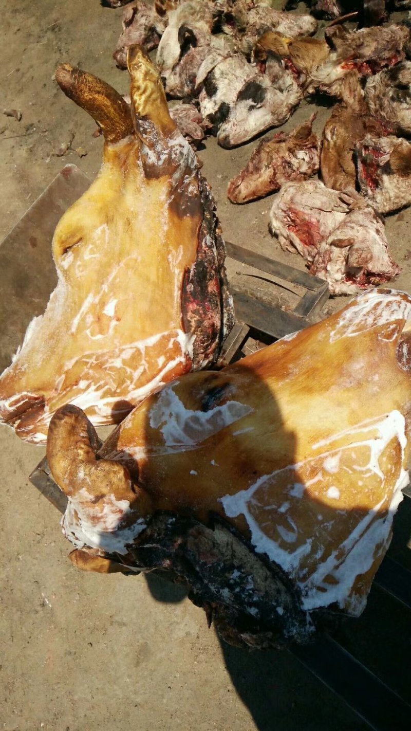 冷库长年批发零售火烧牛头，照片实物拍摄质量保证