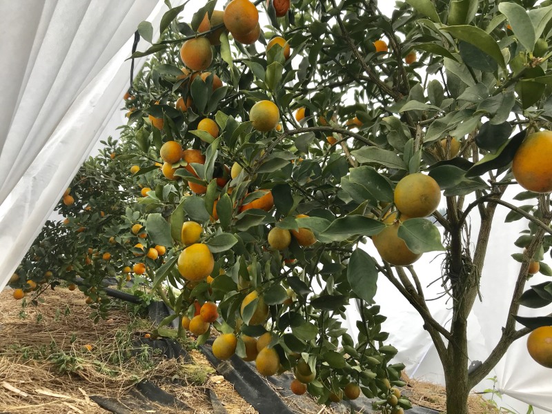 【推荐】脆蜜金桔苗精选培育融安产地批发提供售后技术
