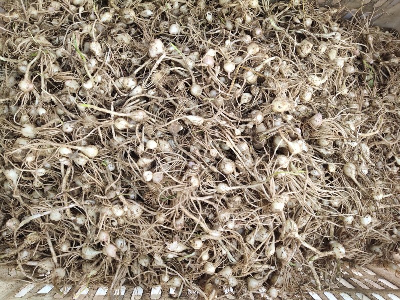 小根蒜大量现货需要的联系我，欢迎各位前来合作