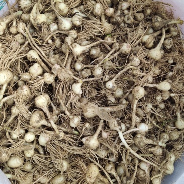 小根蒜大量现货需要的联系我，欢迎各位前来合作