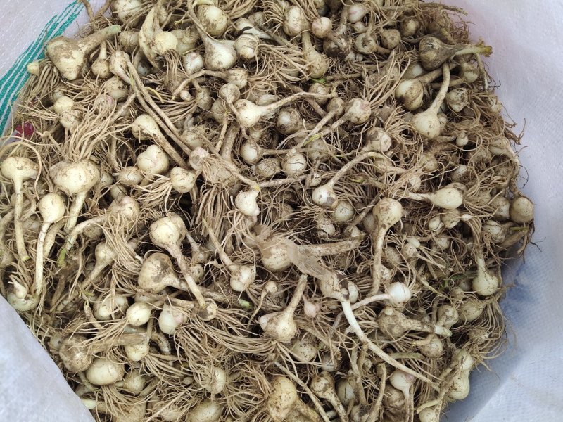 小根蒜大量现货需要的联系我，欢迎各位前来合作