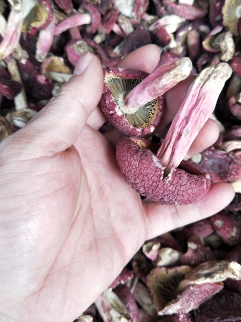 野生红菇，小标，二标。个个精选，没底面，现场视频。