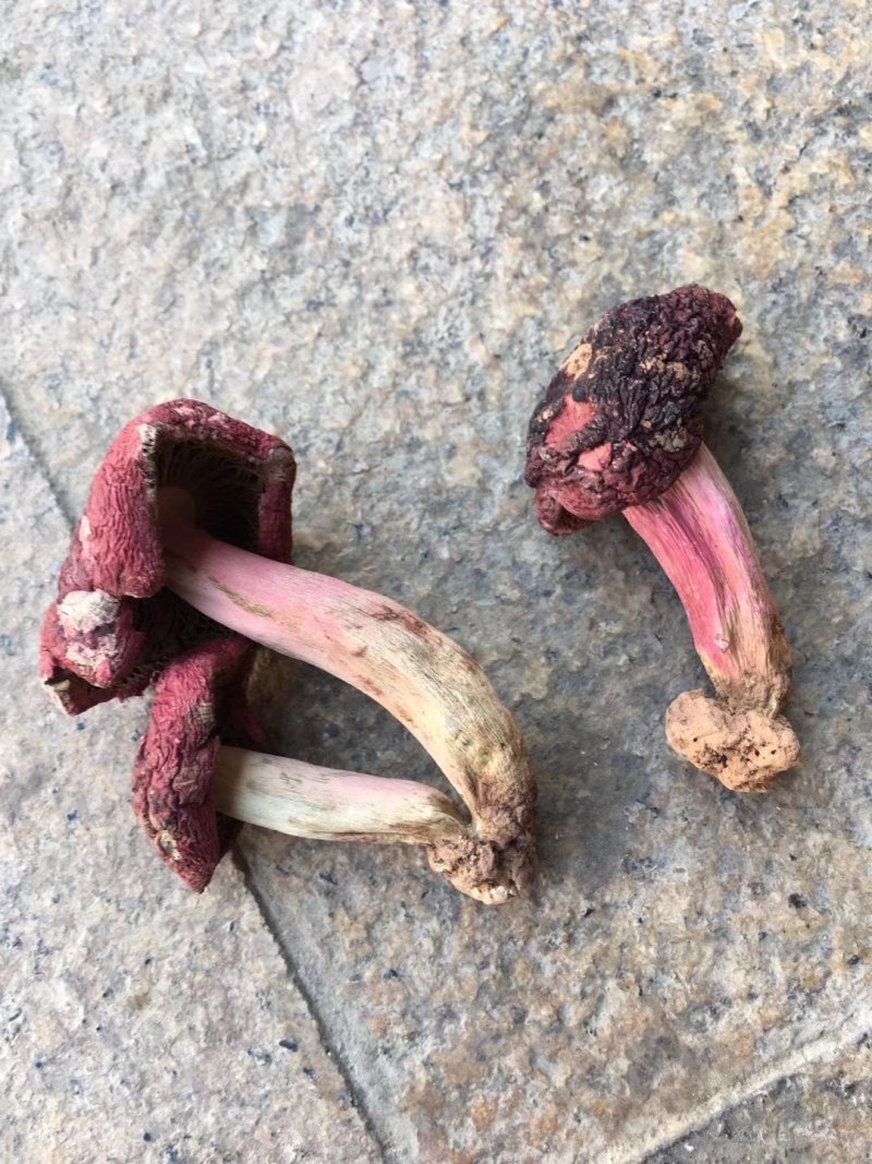 野生红菇，小标，二标。个个精选，没底面，现场视频。